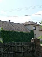 Třibřichy